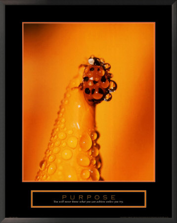 Purpose: Ladybug by Craig Tuttle Pricing Limited Edition Print image