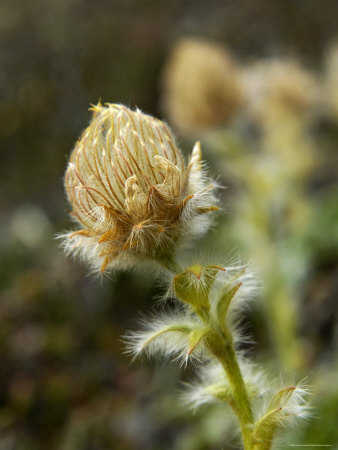 Wildflower Blooming, Kongakut River Valley, Arctic National Wildlife Refuge, Alaska, Usa by Dennis Kirkland Pricing Limited Edition Print image