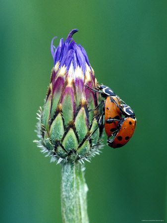 Close-Up Of Mating Ladybugs by Dennis Kirkland Pricing Limited Edition Print image