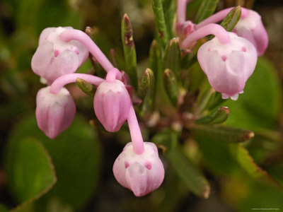 Bog Rosemary Wildflowers, Kongakut River Valley, Arctic National Wildlife Refuge, Alaska, Usa by Dennis Kirkland Pricing Limited Edition Print image