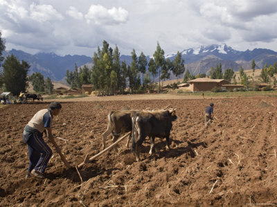 Farmer Plowing Fields With Oxen, Highlands, Peru by Dennis Kirkland Pricing Limited Edition Print image