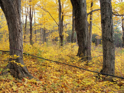 Sugarbush At Rossview Farm, Sugar Maple Trees, Concord, New Hampshire, Usa by Jerry & Marcy Monkman Pricing Limited Edition Print image