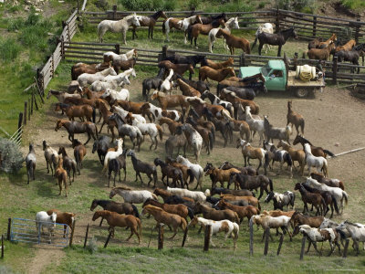 Penned Horses In A Corral After Roundup, Malaga, Washington, Usa by Dennis Kirkland Pricing Limited Edition Print image