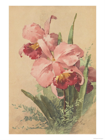 Pink Iris by Elizabeth Garrett Pricing Limited Edition Print image
