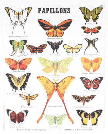 Butterfly Teaching Chart by Deyrolle Pricing Limited Edition Print image