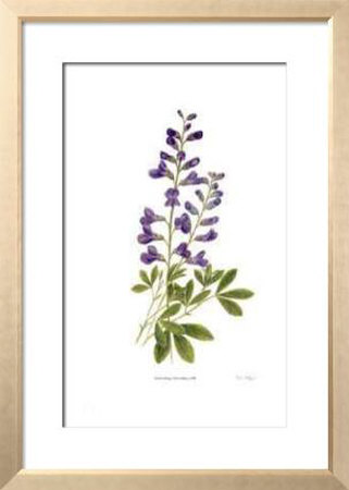 False Indigo by Pamela Stagg Pricing Limited Edition Print image