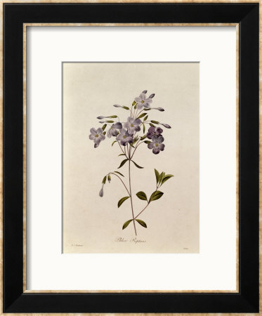 Phlox Reptans by Pierre-Joseph Redouté Pricing Limited Edition Print image