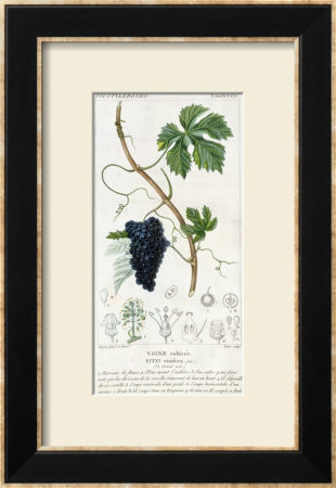 Grape Vine Botanical Plate, Circa 1820 by Pierre Jean Francois Turpin Pricing Limited Edition Print image
