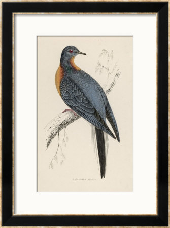 Passenger Pigeon by Reverend Francis O. Morris Pricing Limited Edition Print image