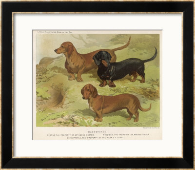 Three Varieties Of Dachshund, Smooth Red And Black-And-Tan by Vero Shaw Pricing Limited Edition Print image
