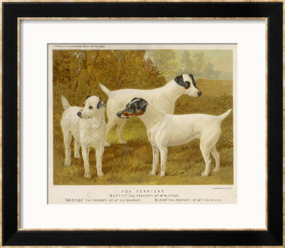Fox Terriers Rough And Smooth by Vero Shaw Pricing Limited Edition Print image