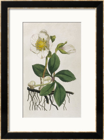 Black Hellebore Or Christmas Rose Used To Cure Mental Afflictions Since 1400 Bc by William Curtis Pricing Limited Edition Print image