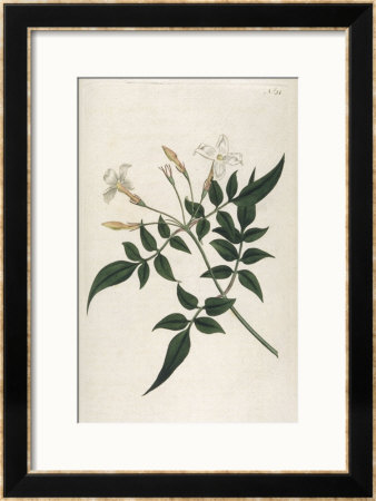 Common Jasmine by William Curtis Pricing Limited Edition Print image