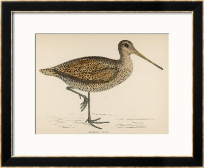 Sabine's Snipe by Reverend Francis O. Morris Pricing Limited Edition Print image