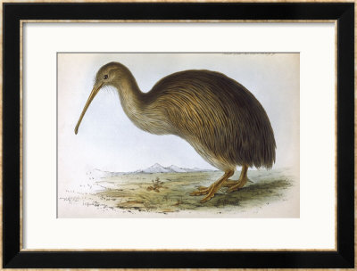 Apteryx Australis (Shaw) From The South Island Of New Zealand by J.E. Gould Pricing Limited Edition Print image