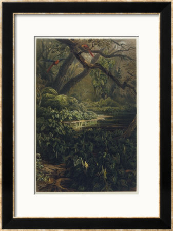 Xanthosoma And Other Exotic Flora And Birds In The Brazilian Jungle by J. Selleny Pricing Limited Edition Print image