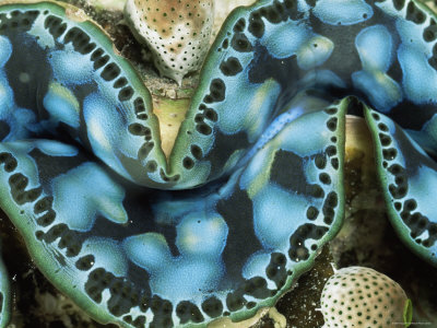 Giant Clam, Close Up Of Mantle, Micronesia by Doug Perrine Pricing Limited Edition Print image