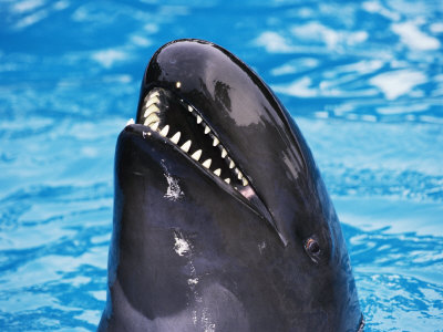 False Killer Whale, Portrait by Doug Perrine Pricing Limited Edition Print image