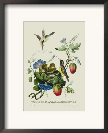Taylor Birds And Fruit Bearing Convolvuls by J. Forbes Pricing Limited Edition Print image
