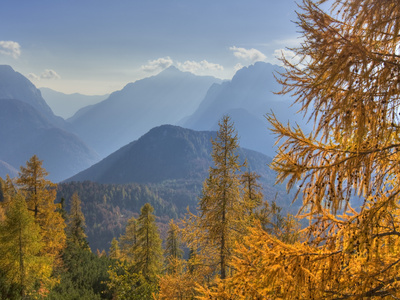 Golden Larches And The Julian Alps From The Mangart Pass, Gorenjska, Slovenia, Europe by Lizzie Shepherd Pricing Limited Edition Print image
