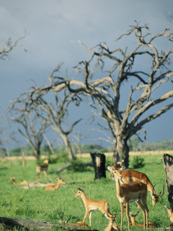 A Group Of Resting Gazelles by Beverly Joubert Pricing Limited Edition Print image