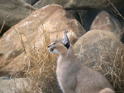 A Caracal Sits Near Rocks And Grasses by Beverly Joubert Pricing Limited Edition Print image