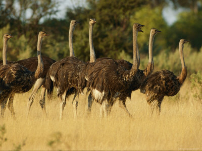 A Flock Of Ostriches by Beverly Joubert Pricing Limited Edition Print image