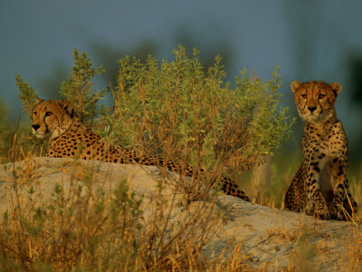 African Cheetah With Young by Beverly Joubert Pricing Limited Edition Print image