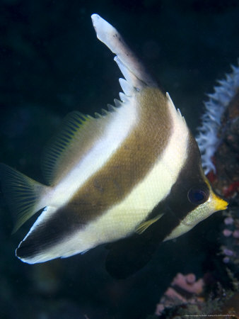 Pennant Bannerfish, Malaysia by David B. Fleetham Pricing Limited Edition Print image