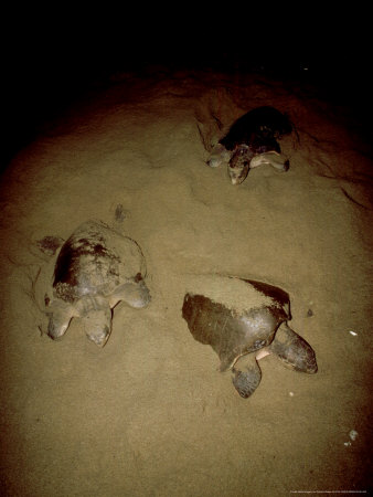 Pacific Ridley Sea Turtle At Night, Mexico by Patricio Robles Gil Pricing Limited Edition Print image