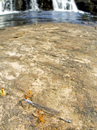 Ants, Carrying Dead Dragonfly To Their Retreat, Banfora, Burkina Faso by Emanuele Biggi Pricing Limited Edition Print image