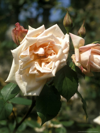 Rosa Catherine Mermet (Tea Rose), 1869 by David Askham Pricing Limited Edition Print image