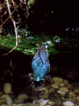Kingfisher, Diving Into Deep Water, Italy by Paolo Fioratti Pricing Limited Edition Print image