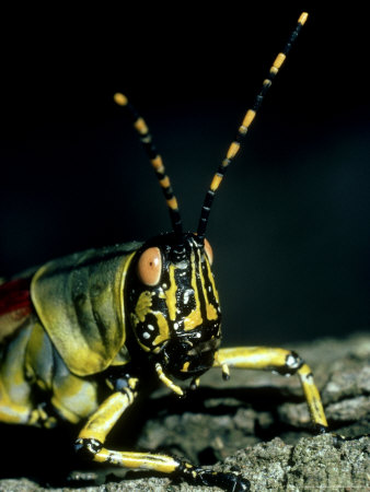 Elegant Grasshopper, South Africa by Marshall Black Pricing Limited Edition Print image