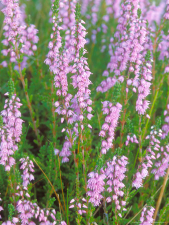 Cornish Heath, Summer by David Boag Pricing Limited Edition Print image