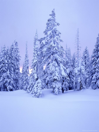 Snow Covered Trees At Dusk, Mount Rainier National Park, Wa by Mark Windom Pricing Limited Edition Print image