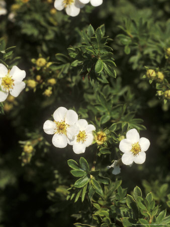 Potentilla Fruticosa Abbotswood Silver (White/Shrubby) by David Askham Pricing Limited Edition Print image