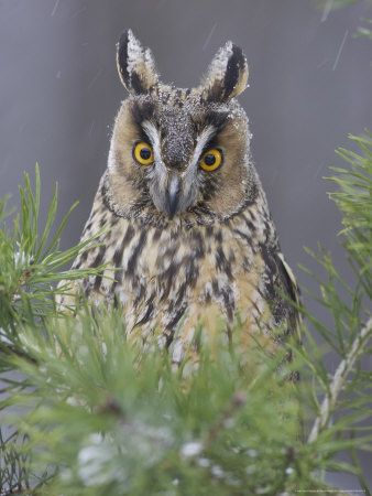 Long-Eared Owl, Portrait Of Adult, Scotland by Mark Hamblin Pricing Limited Edition Print image