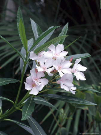 Nerium Oleander Close-Up Of Flowers by Rex Butcher Pricing Limited Edition Print image
