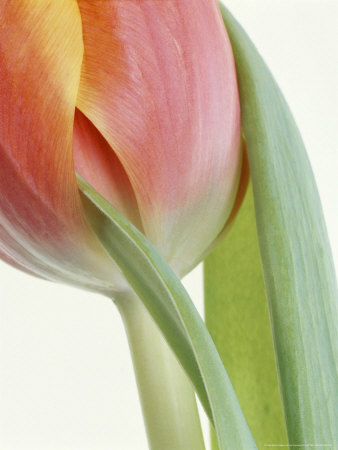 Graphic, Peach Tulipa & Leaves On White Background by Jan Ceravolo Pricing Limited Edition Print image