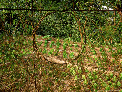 Woven Branch Screen Around Monastery Vegetable Garden Chaumont Garden Festival, France 1999 by Mark Bolton Pricing Limited Edition Print image