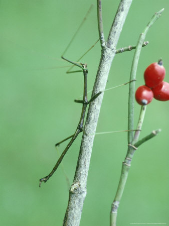 Walkingstick, Diapheromera Femorata by James H. Robinson Pricing Limited Edition Print image