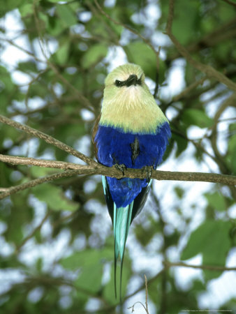 Blue-Bellied Roller, Caracias Cyanogaster by James H. Robinson Pricing Limited Edition Print image