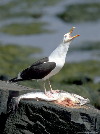 Greater Black-Backed Gull Feeding On Cod, Winter Harbor, Usa by Gustav Verderber Pricing Limited Edition Print image