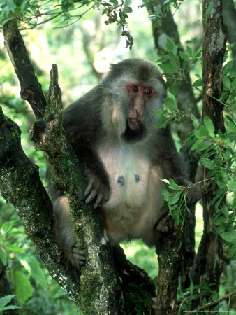 Tibetan Macaque, Adult, China by Patricio Robles Gil Pricing Limited Edition Print image