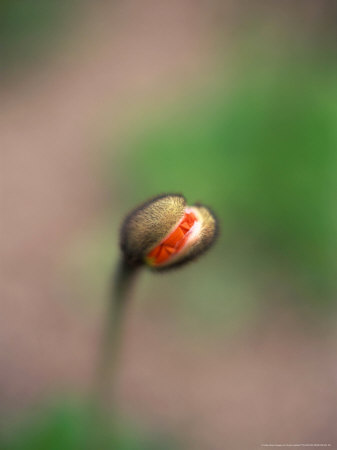 Papaver Croceum (Artic Poppy) Perennial Grown As Biennial As Well, Sequence Of Opening Bloom by Frank Leather Pricing Limited Edition Print image