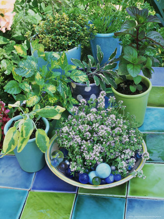 Eau-De-Cologne Mint, Sage & Variegated Thyme, In Blue Basket Beside Pot Of Pelargoniu by Linda Burgess Pricing Limited Edition Print image