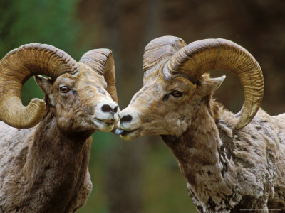 Bighorn Sheep, Two Males, Rocky Mountains, Colorado by David Boag Pricing Limited Edition Print image
