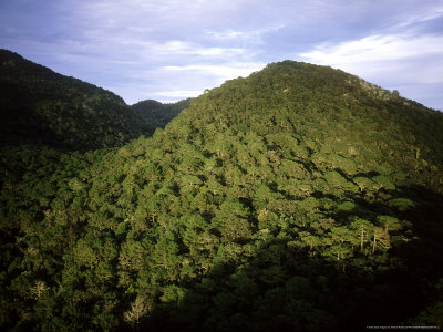 El Cielo Biosphere Reserve, Mexico by Patricio Robles Gil Pricing Limited Edition Print image