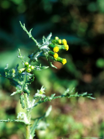Weeds, Senecio Vulgaris (Groundsel), Close-Up Of Yellow Flower by David Askham Pricing Limited Edition Print image